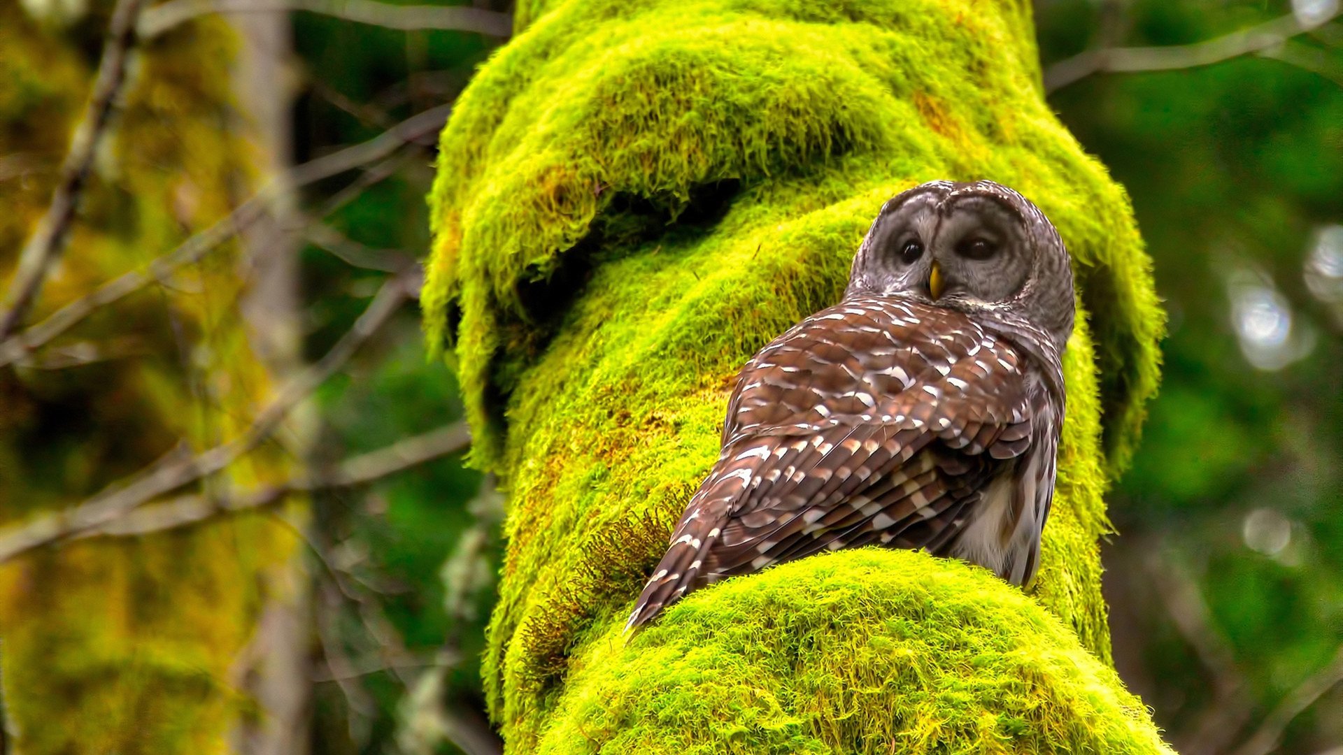 活塞轻取山西队，莫兰特关键战不手软，展现巨星风范